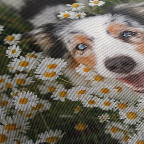 Kép - Ausztrál juhászkutya (120x50 cm)