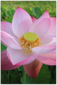 Poszterek 80x120 Lótusz Lótuszvirág