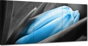 Vászonkép 180x90 Kék szirmok Tulipán