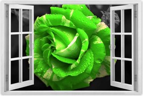 Poszter 60x40 Lime rózsa