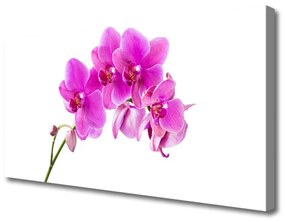 Canvas kép Orchidea virág orchidea 100x50 cm