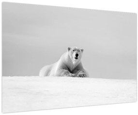 Kép - Jegesmedve, fekete-fehér (90x60 cm)