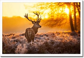 Poszterek keretben 60x40 Szarvas napfelkeltekor