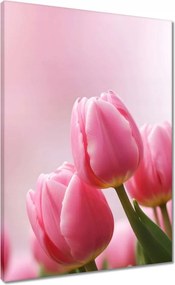 Vászonkép 50x70 Rózsaszín tulipánok