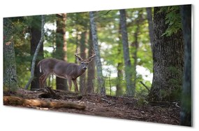 Üvegképek szarvas erdei 125x50 cm