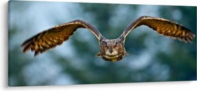 Kép - Bagoly repülés közben (120x50 cm)
