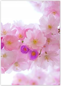 Poszterek A4 Pion Japán cseresznye ág