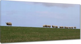 Vászonkép 115x55 Juh legeltetés Bárányok