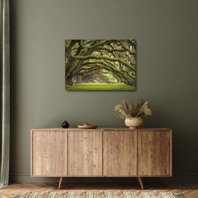 Kép - Oaks Avenue, Charleston, Dél-Karolina, Egyesült Államok (70x50 cm)