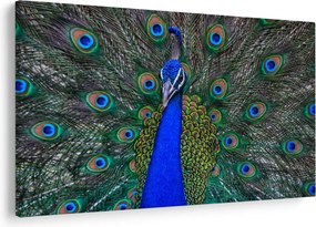 Kép - Páva (90x60 cm)