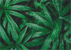 Flizelin fotótapéta Hálószoba Nappali Természetes zöld 312x219