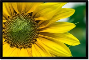 Poszter keretben 60x40 Napraforgó Virág