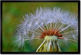 Poszterek keretben 60x40 Pitypang Virág Virágok