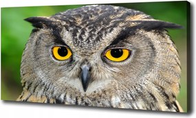 Vászonkép modern Bagoly 120x60 cm