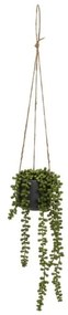 Műnövény (magasság 37 cm) Senecio – Casa Selección