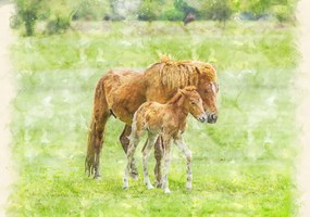 Poszter 66,5x46,5cm Ló és csikó 2, Assaf Frank