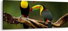 Ülő tukánok képe, Costa Rica (120x50 cm)