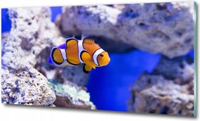 Fotó-üvegkép Bohóc korallzátony 100x70