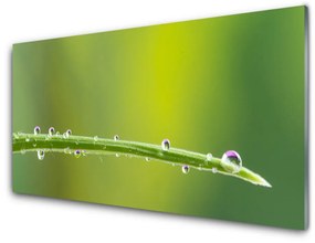 Fali üvegkép Dew Drop Grass 100x50 cm 2 fogas