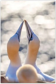 Poszterek 80x120 Madarak