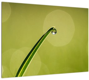 Víz csepp a fűben képe (üvegen) (70x50 cm)