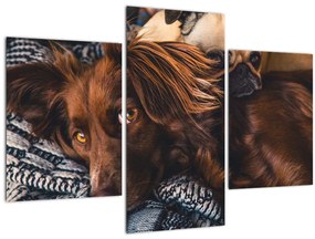 Egy kép fekvő kutyákról (90x60 cm)
