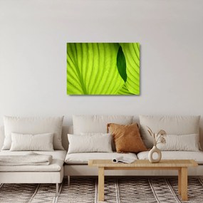 Üveg kép - Zöld levél részlete (70x50 cm)