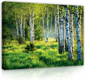 Vászonkép Falra Erdő Természet Kilátás 80x60