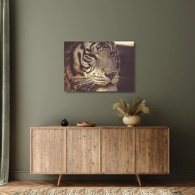 Tigris képe (üvegen) (70x50 cm)