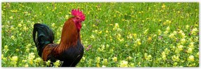 Poszterek 200x66 Kakas a réten