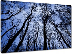 Vászonkép 90x60 Erdő Fák Kilátás alulról
