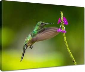 Vászonkép 40x30 Madarak