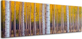 Nyírfa Ősz Sárga levelek vászonkép 120x40 cm Ajándéknak is tökéletes
