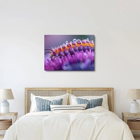 Kép - Caterpillar (70x50 cm)