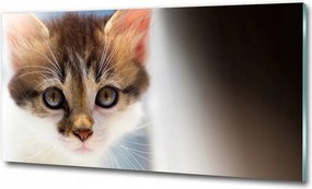 Fotó-kép edzett üveg Kis macska 100x70