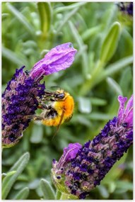 Plakátok 80x120 Levendula világ