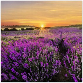 Poszterek 30x30 Levendula naplemente