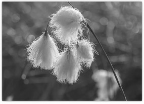Kép - Cottongrass (70x50 cm)