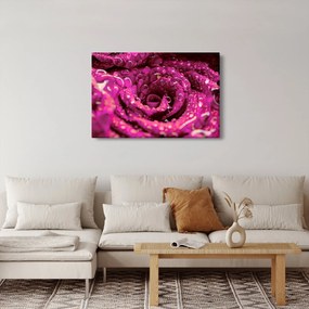 Rózsaszín rózsa virágzata képe (90x60 cm)