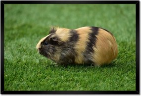 Poszter keretben 60x40 Tengerimalac