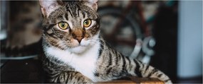 Macska képe (120x50 cm)