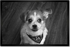 Poszterek keretben 60x40 Kutya a fejpántban