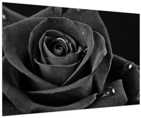 Kép - Bíborvörös rózsa (90x60 cm)