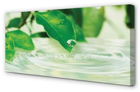 Canvas képek Csepp levelek víz 100x50 cm