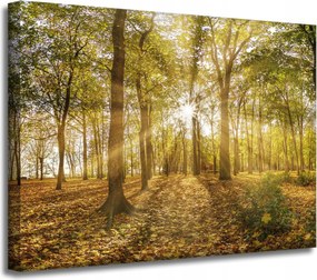Vászonkép Nap a fák között az erdőben 40x30 cm Ideális ajándék