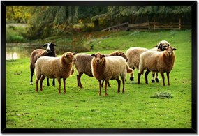 Poszterek keretben 60x40 Juh legeltetés Bárányok