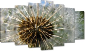 Vászonkép 140x80 Pitypang Virág Virágok