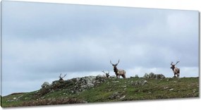 Vászonkép 115x55 Szarvas felszarvazott