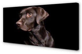 Canvas képek barna kutya 120x60 cm