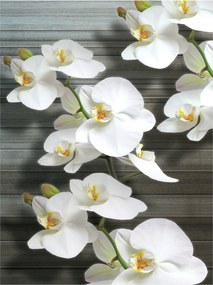 Fotótapéta orchideák virágok fotótapéta 206 x 275
